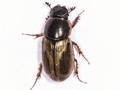 Melinopterus sphacelatus